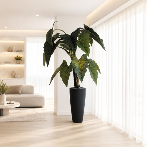 Alocasia Red Prince en Macetero Ashton Negro | Botánica Luma