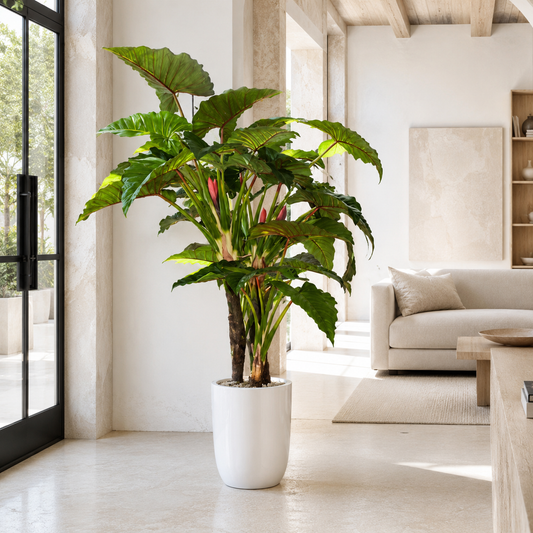 Alocasia Red Prince en Macetero Ben XL Blanco Lacado | Botánica Luma
