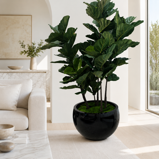 Ficus Lyrata en Macetero Terragona Negro | Botánica Luma