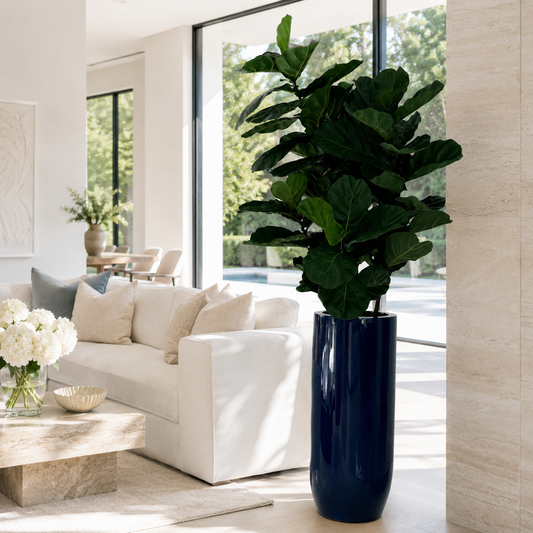 Ficus Lyrata en Macetero St. Tropez Azul Cobalto Brillante | Botánica Luma