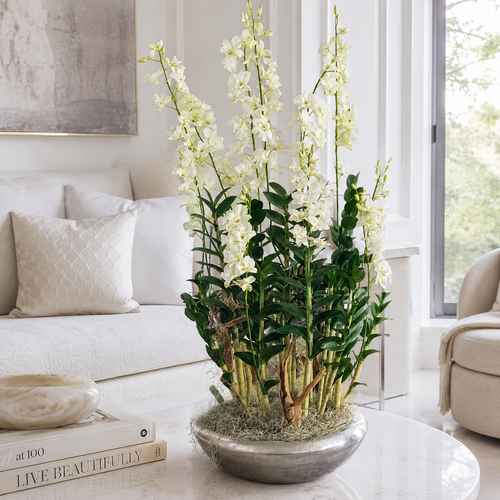 Orquídeas Dendrobium en Macetero Avenue Plateado | Botánica Luma